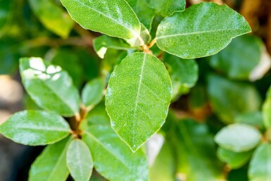 Elaeagnus ebbingei 'Compacta' Spalierbaum