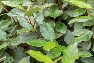 Elaeagnus ebbingei 'Compacta' Spalierbaum