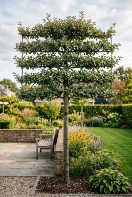 Elaeagnus ebbingei 'Compacta' Spalierbaum