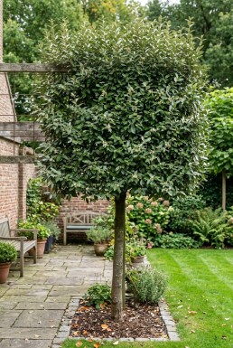 Elaeagnus ebbingei 'Compacta' Spalierbaum