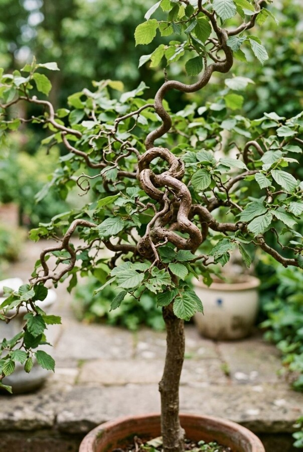 Korkenzieherhasel auf Stamm 80 cm kaufen | Corylus avellana 'Contorta'
