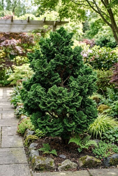 Chamaecyparis obtusa 'Nana Gracilis' Strauch 15-20 cm C1