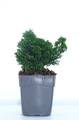 Chamaecyparis obtusa 'Nana Gracilis' Strauch 15-20 cm C1