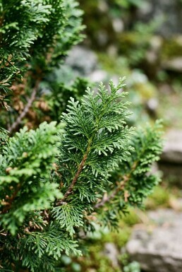 Chamaecyparis obtusa 'Nana Gracilis' Strauch 15-20 cm C1