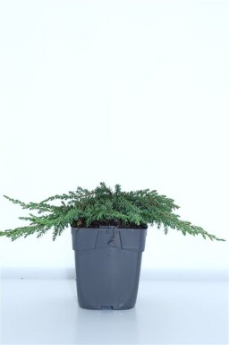 Juniperus communis 'Green Carpet' Strauch 15-20 cm C1