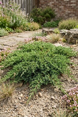 Juniperus communis 'Green Carpet' Strauch 15-20 cm C1