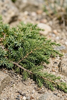 Juniperus communis 'Green Carpet' Strauch 15-20 cm C1