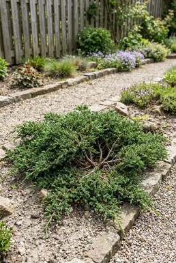 Juniperus communis 'Repanda' Strauch 15-20 cm C1