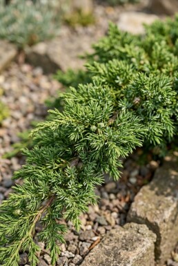 Juniperus communis 'Repanda' Strauch 15-20 cm C1