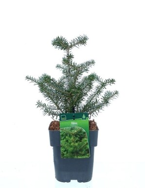 Abies koreana Strauch 20-30 cm C2