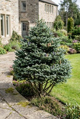 Abies koreana Strauch 20-30 cm C2