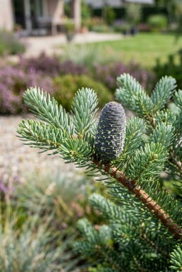 Abies koreana Strauch 20-30 cm C2