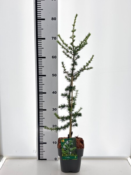 Cedrus libani 'Glauca' Strauch 20-30 cm C2