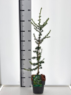 Cedrus libani 'Glauca' Strauch 20-30 cm C2