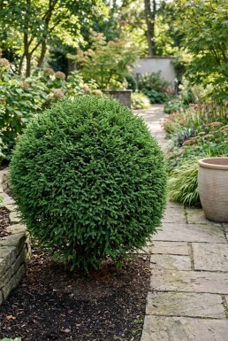 Cryptomeria japonica 'Globosa Nana' Strauch 40-50 cm C12