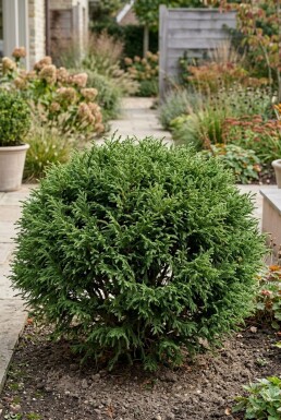 Cryptomeria japonica 'Globosa Nana' Strauch 40-50 cm C12