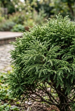 Cryptomeria japonica 'Globosa Nana' Strauch 40-50 cm C12