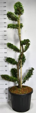 Cuprocyparis leylandii 'Castlewellan Gold' Bonsai 125-150 cm C45