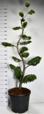 Cuprocyparis leylandii 'Castlewellan Gold' Bonsai 180-200 cm C50