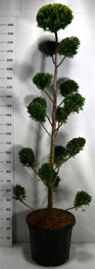 Cuprocyparis leylandii 'Castlewellan Gold' Bonsai 200-225 cm C50