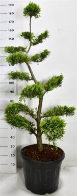 Cuprocyparis leylandii 'Gold Rider' Bonsai 140 cm C30