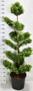 Cuprocyparis leylandii 'Gold Rider' Bonsai 140-150 cm C35