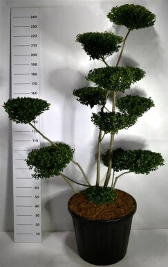 Ilex crenata 'Green Hedge' Bonsai 180-200 cm C130