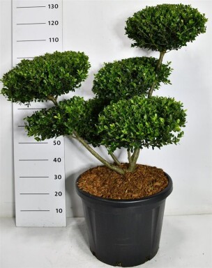 Ilex crenata 'Green Hedge' Bonsai 80-100 cm C45