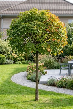 Acer campestre 'Nanum' Halbstamm 150 cm Stammhöhe C10