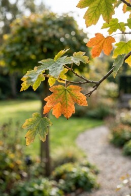 Acer campestre 'Nanum' Halbstamm 150 cm Stammhöhe C10