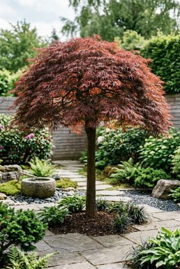Acer palmatum 'Tamukeyama' Halbstamm 90 cm Stammhöhe C10