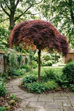 Acer palmatum 'Tamukeyama' Halbstamm 90 cm Stammhöhe C10