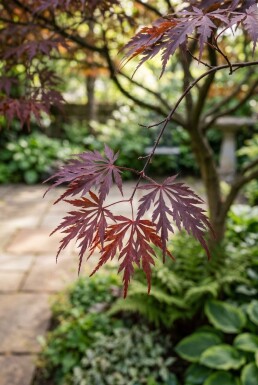 Acer palmatum 'Tamukeyama' Halbstamm 90 cm Stammhöhe C10