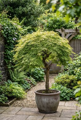 Acer palmatum 'Dissectum Viridis' Halbstamm 90 cm C10