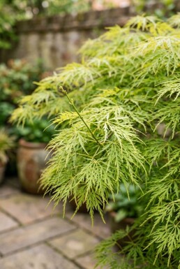 Acer palmatum 'Dissectum Viridis' Halbstamm 90 cm C10