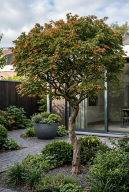 Acer palmatum 'Shishigashira' Halbstamm 90 cm C10
