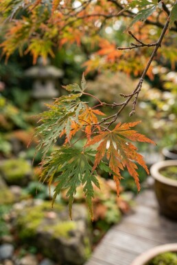 Acer palmatum 'Shishigashira' Halbstamm 90 cm C10