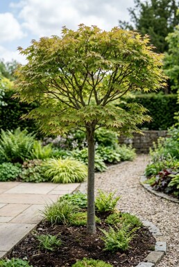 Acer palmatum 'Starfish' Halbstamm 90 cm C35