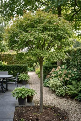 Acer palmatum 'Starfish' Halbstamm 90 cm C35