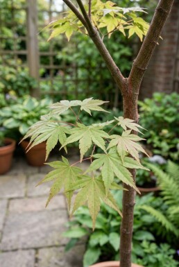 Acer palmatum 'Starfish' Halbstamm 90 cm C35