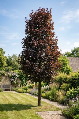 Acer platanoides 'Crimson Sentry' Halbstamm Stammhöhe 110 cm C10