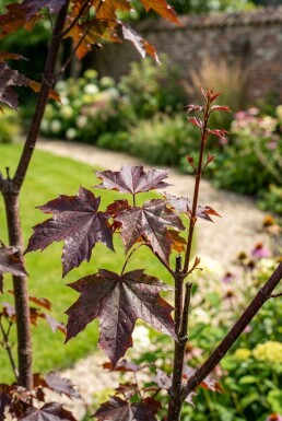 Acer platanoides 'Crimson Sentry' Halbstamm Stammhöhe 110 cm C10