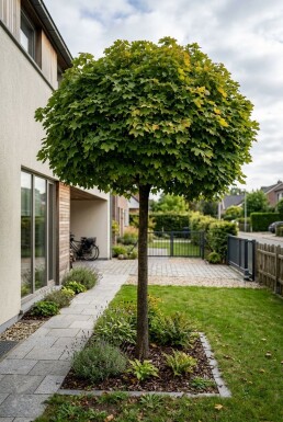 Acer platanoides 'Globosum' Halbstamm 110 cm C10