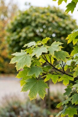 Acer platanoides 'Globosum' Halbstamm 110 cm C10
