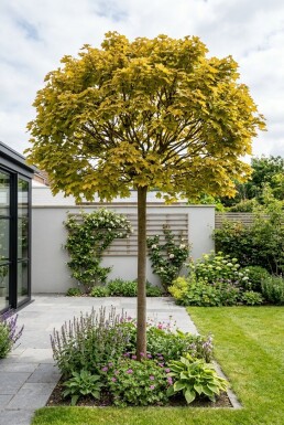 Acer platanoides 'Golden Globe' Halbstamm 110 cm C10