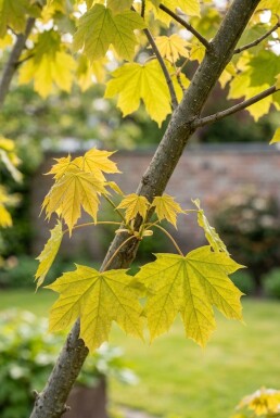Acer platanoides 'Golden Globe' Halbstamm 110 cm C10