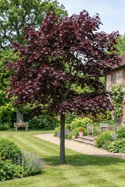 Acer platanoides 'Royal Red' Halbstamm 110 cm C10