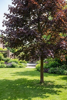 Acer platanoides 'Royal Red' Halbstamm 110 cm C10