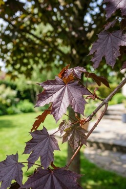 Acer platanoides 'Royal Red' Halbstamm 110 cm C10