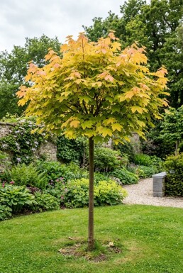 Acer pseudoplatanus 'Brilliantissimum' Halbstamm Stammhöhe 150 cm C10